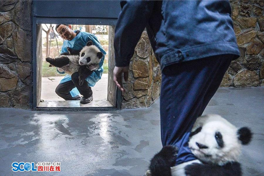 揭秘熊貓保姆工作內幕 不只是被抱大腿（組圖）