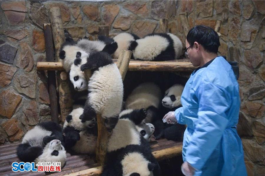 揭秘熊貓保姆工作內幕 不只是被抱大腿（組圖）