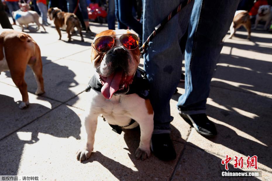 墨西哥950只斗牛犬聚會(huì) 畫(huà)面呆萌逗趣（組圖）