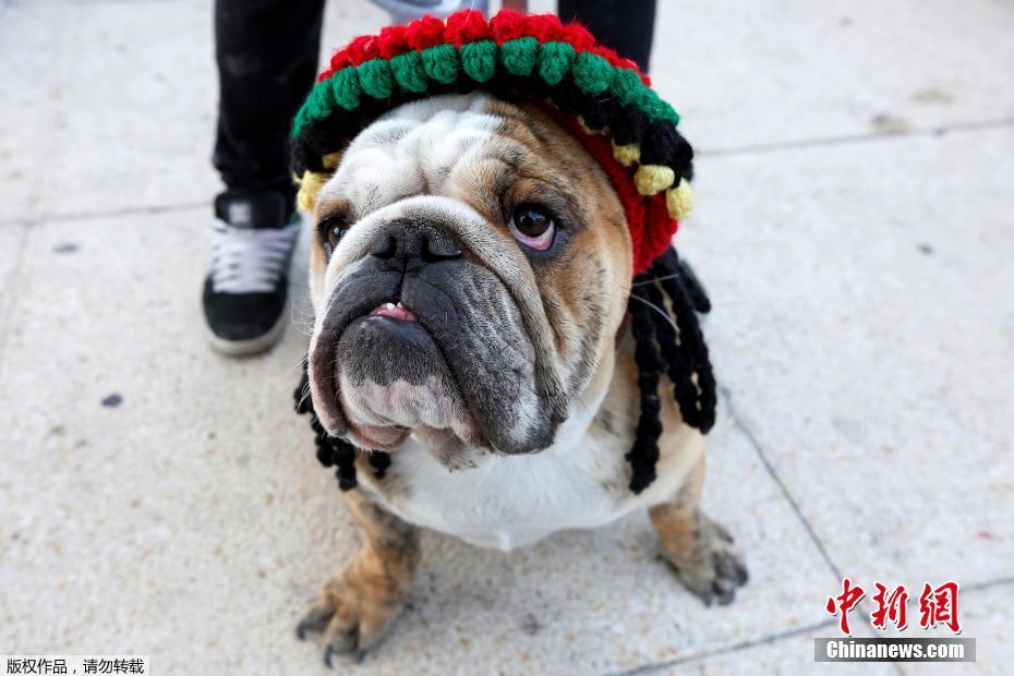 墨西哥950只斗牛犬聚會(huì) 畫(huà)面呆萌逗趣（組圖）