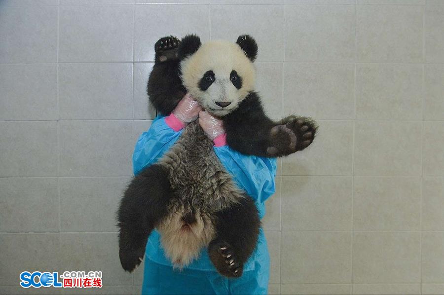 揭秘熊貓保姆工作內幕[組圖]