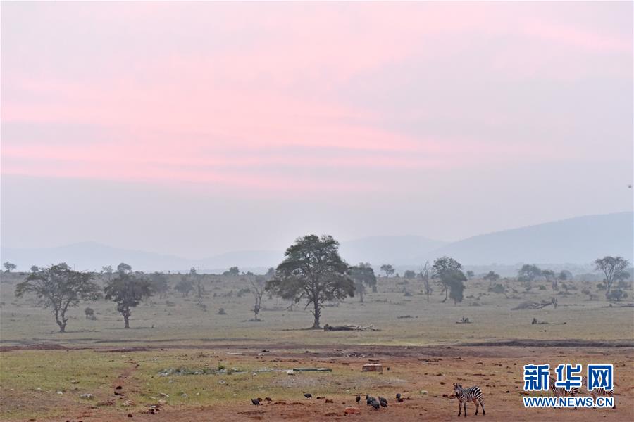 肯尼亞對野生動物進行“人口普查” 包含數(shù)量、遷徙路線和資源數(shù)據(jù)