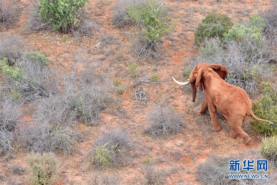 肯尼亞對野生動物進行“人口普查” 包含數量、遷徙路線和資源數據