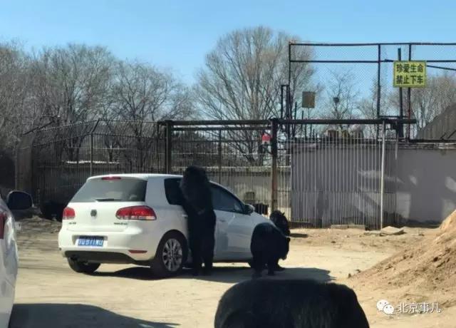 游覽轎車遭黑熊圍堵 熊爪伸進車內討要食物