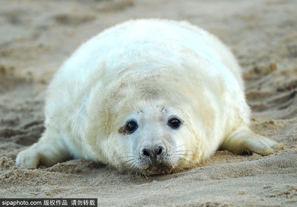 天生自帶賣萌屬性 盤(pán)點(diǎn)全球海豹們的蠢萌瞬間