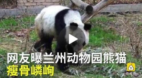 熊貓瘦成皮包骨 看的眾網(wǎng)友心疼不已