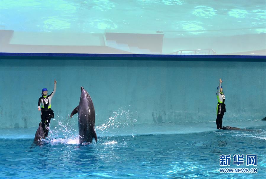 “海豚姑娘”的藍色追夢之旅