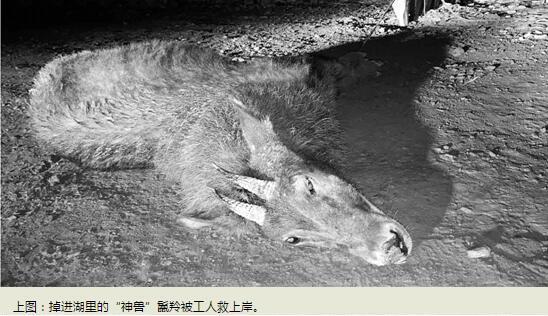 “神獸”踩空掉千島湖：原來(lái)是只鬣羚