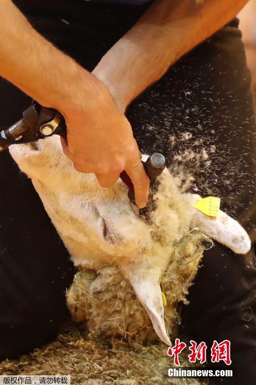 法國(guó)舉辦剪羊毛比賽 小羊秒變“赤裸”[組圖]