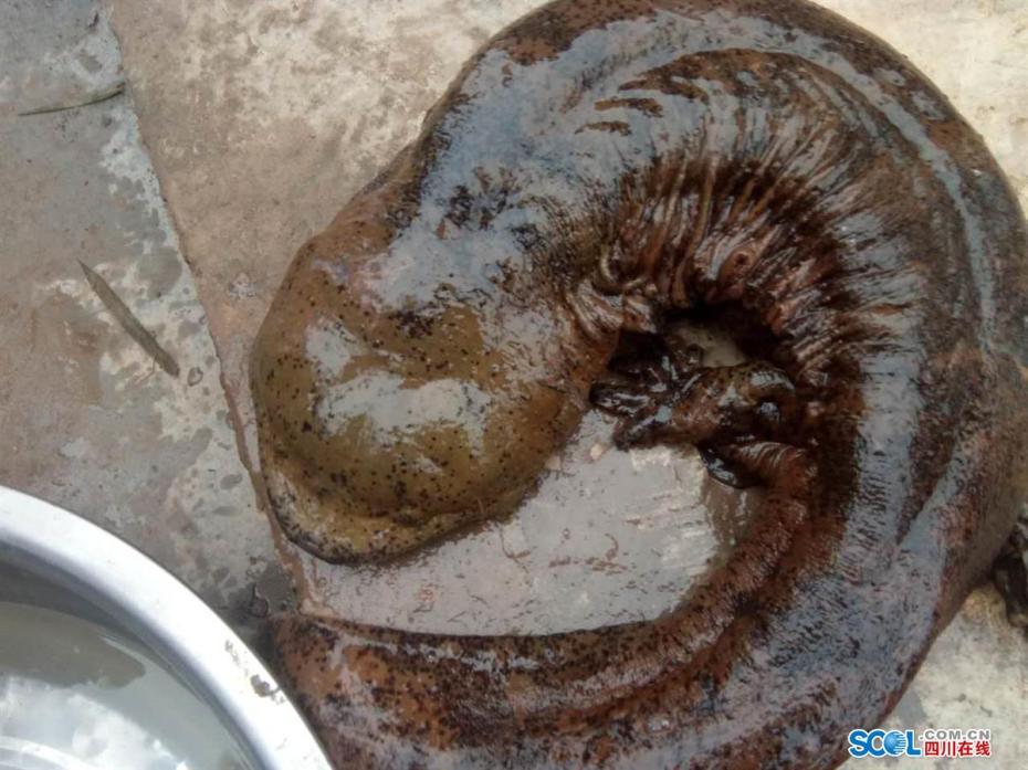 四川瀘州發現巨型野生娃娃魚 長1米重18斤