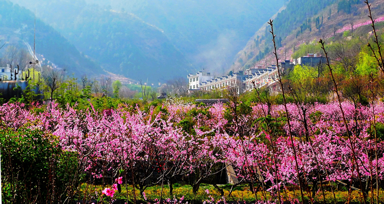 《三生三世》已完結(jié) 西安附近哪里能去看桃花？
