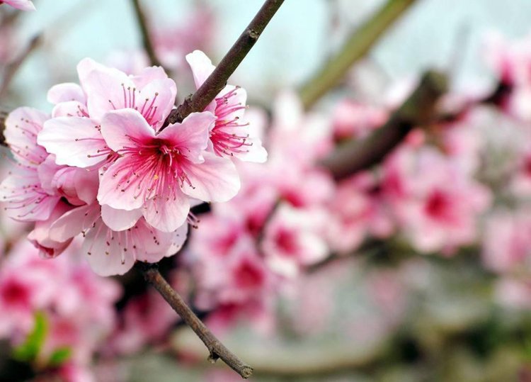 《三生三世》已完結 西安附近哪里能去看桃花？