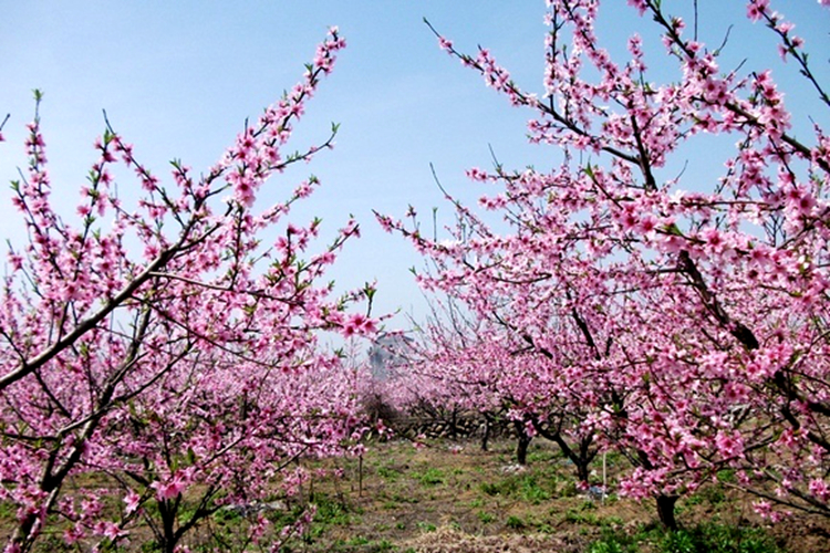 《三生三世》已完結 西安附近哪里能去看桃花？