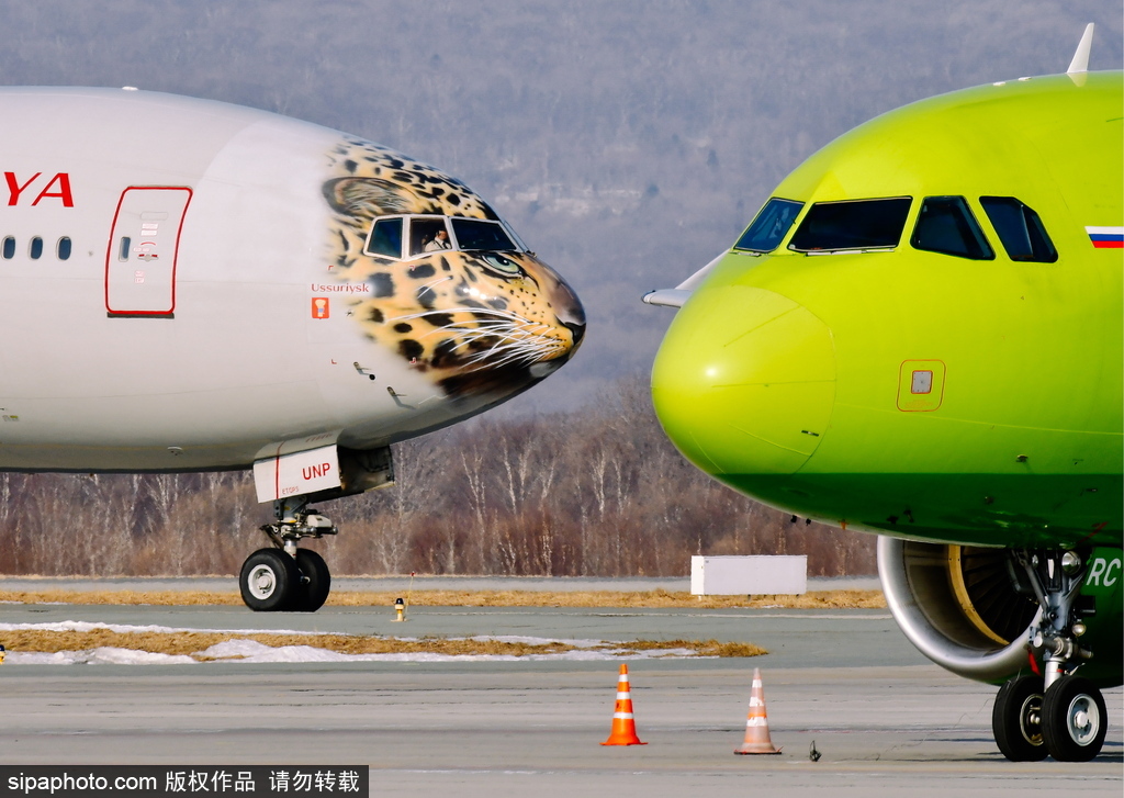 一頭豹子飛過來！俄羅斯飛機繪遠東豹圖案萌態十足