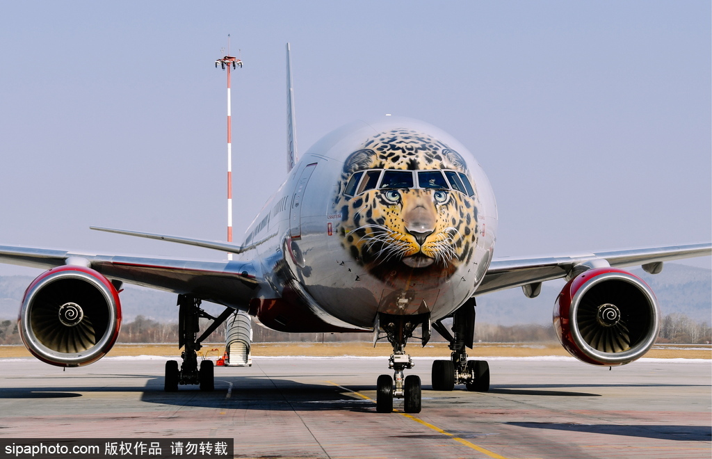 一頭豹子飛過(guò)來(lái)！俄羅斯飛機(jī)繪遠(yuǎn)東豹圖案萌態(tài)十足