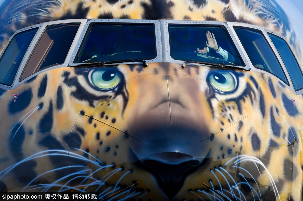 一頭豹子飛過來！俄羅斯飛機(jī)繪遠(yuǎn)東豹圖案萌態(tài)十足