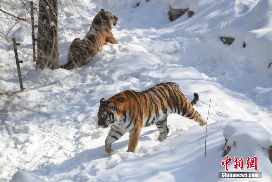 長(zhǎng)春多輪降雪后 動(dòng)物們開(kāi)啟狂歡模式