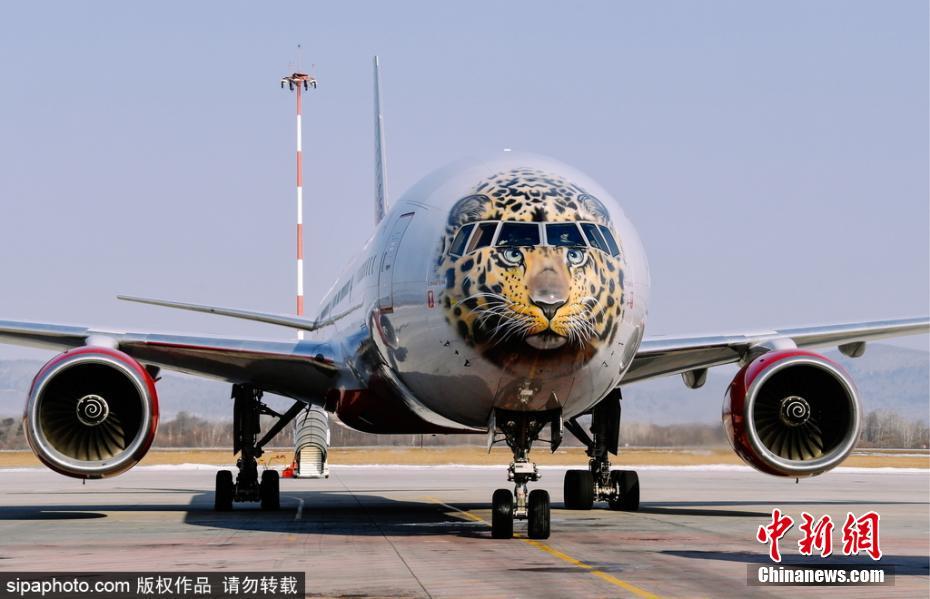 帥到爆表！俄航推遠東豹彩繪飛機 喚起豹類保育