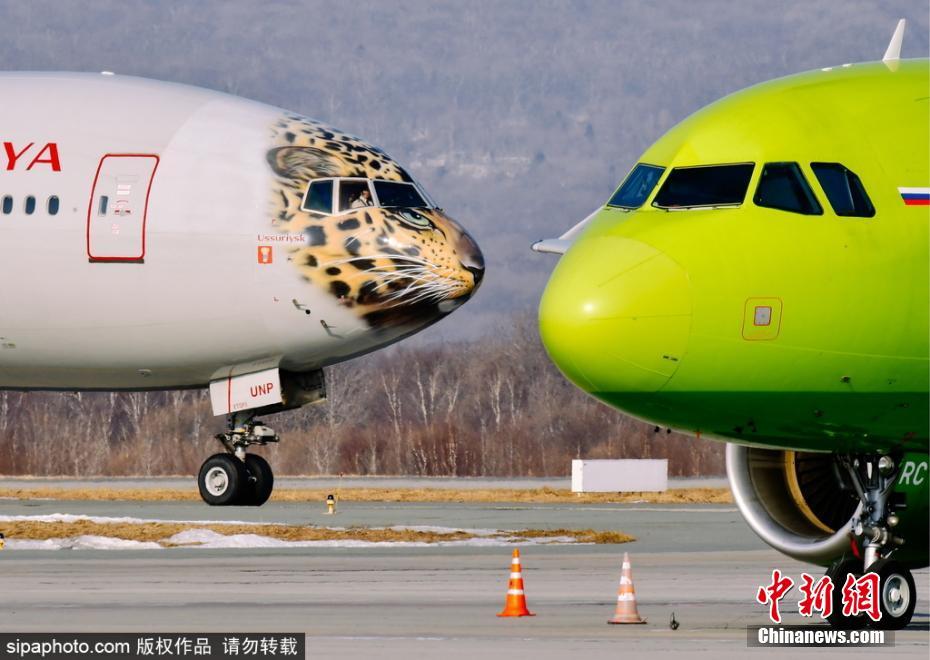 帥到爆表！俄航推遠東豹彩繪飛機 喚起豹類保育