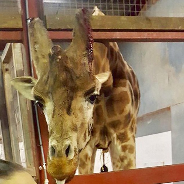 3年養死500動物 花豹因饑餓啃食了自己的爪子