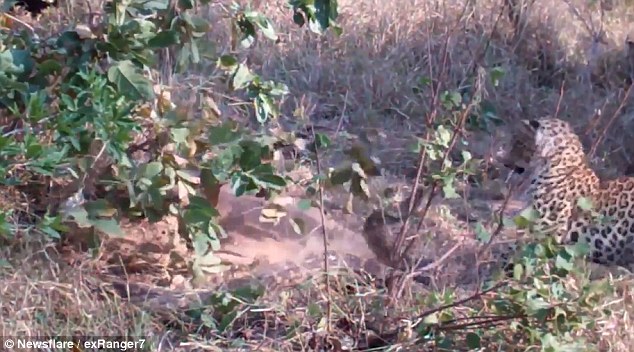 史詩決斗！豹媽媽為保護幼崽與巨蟒激戰（圖）