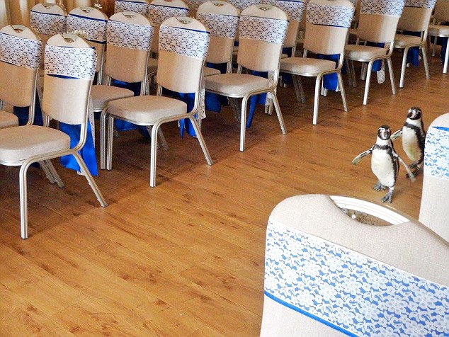 成功搶鏡！英夫婦邀請企鵝參加婚禮（組圖）