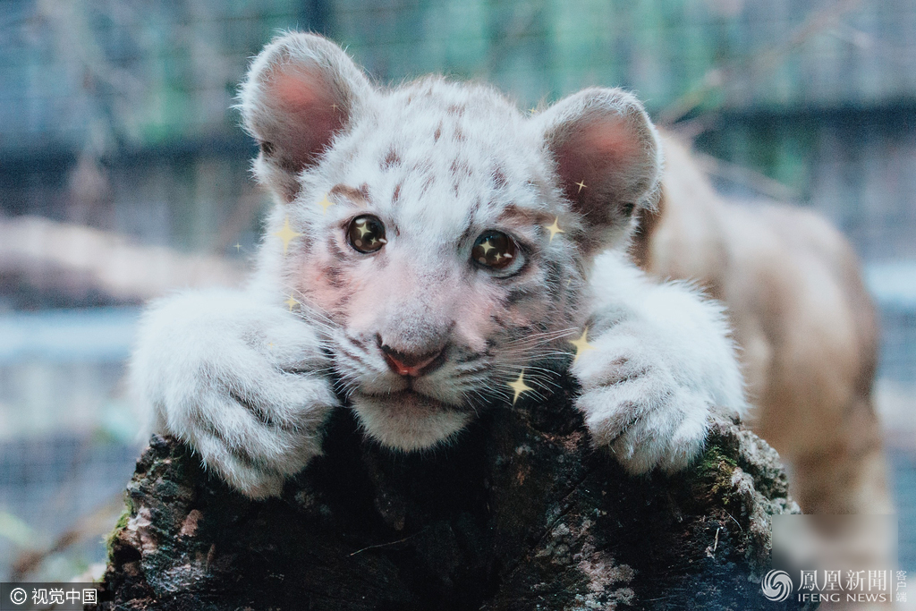 萌哭了！當動物遇上美顏相機
