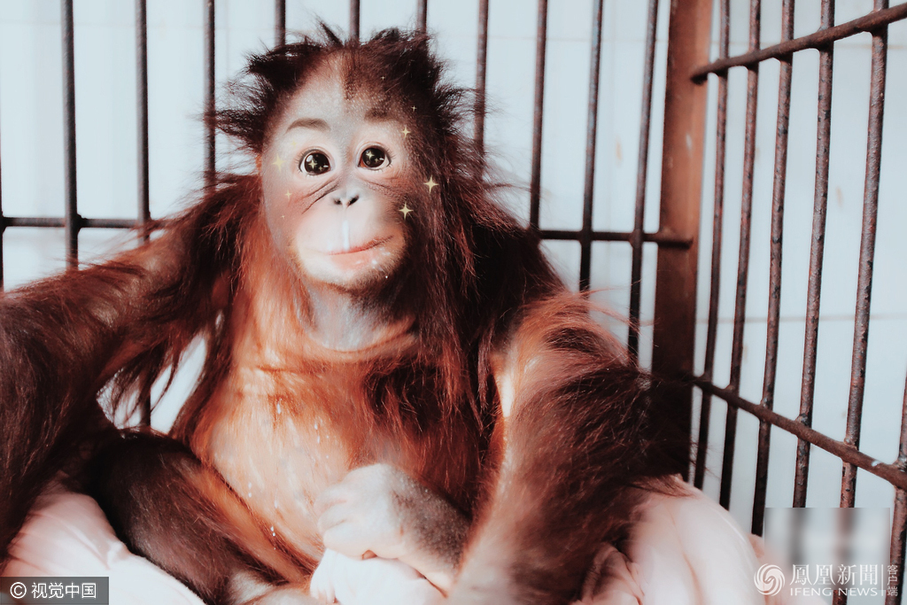 萌哭了！當動物遇上美顏相機