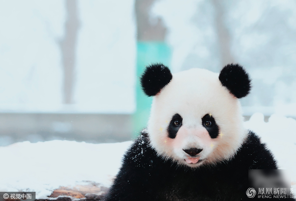 萌哭了！當動物遇上美顏相機