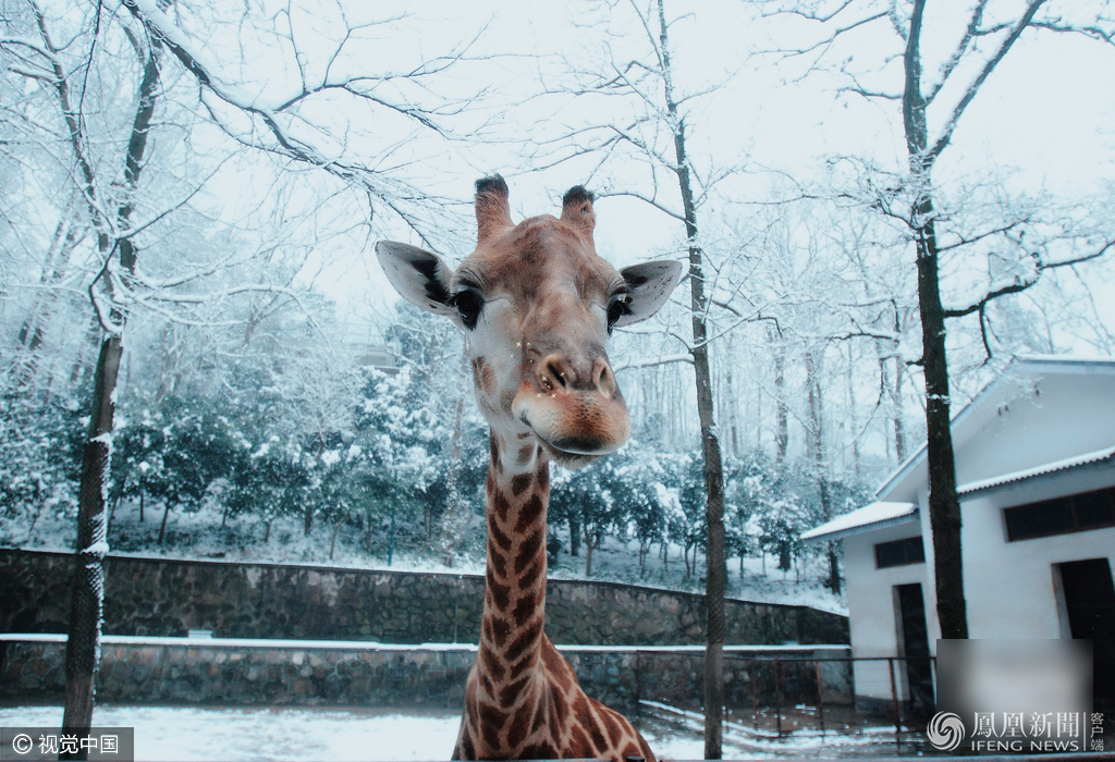 萌哭了！當(dāng)動(dòng)物遇上美顏相機(jī)