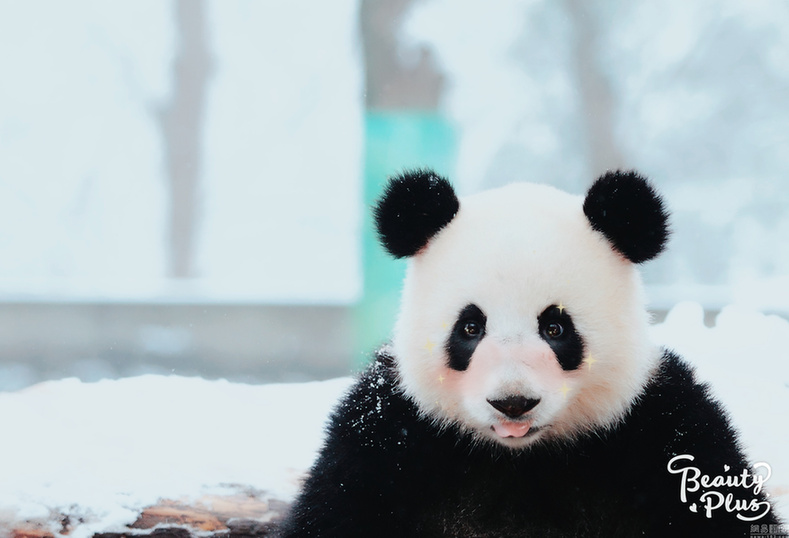給動物用上美顏相機：賣萌撒嬌簡直不輸“網紅”