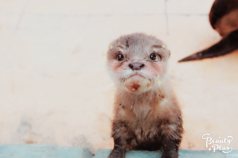 給動(dòng)物用上美顏相機(jī)：賣萌撒嬌簡(jiǎn)直不輸“網(wǎng)紅”