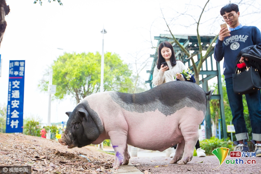 廣州被棄寵物豬吃百家飯 村民喜愛成“明星”