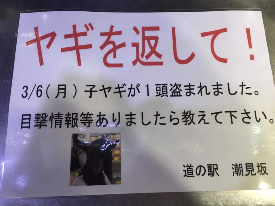 日本國(guó)道沿線“人氣王”黑羊羔失蹤 網(wǎng)友轉(zhuǎn)發(fā)幫尋羊(組圖)