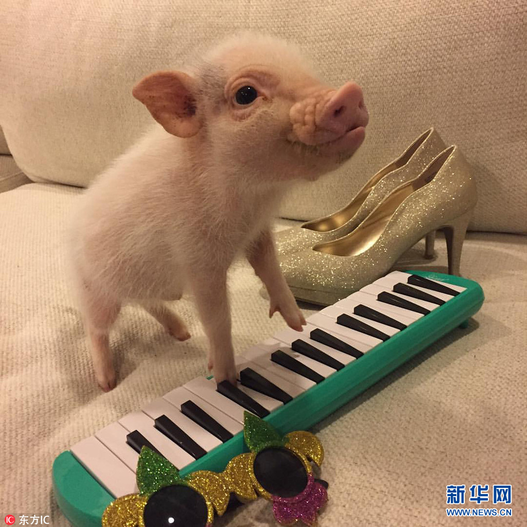 美國迷你豬靠賣萌成“偷心賊” 吸粉無數走紅網絡