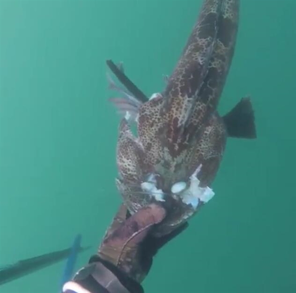 奇魚魚肉竟是藍綠色