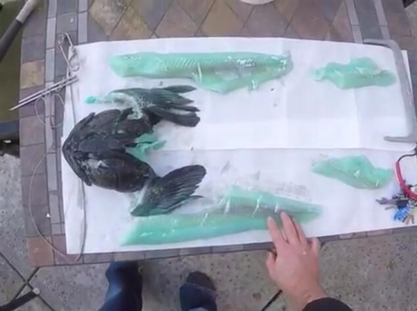 奇魚魚肉竟是藍綠色