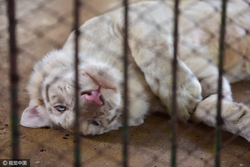 泰國(guó)老虎發(fā)春困 籠中打盹似“萌貓”