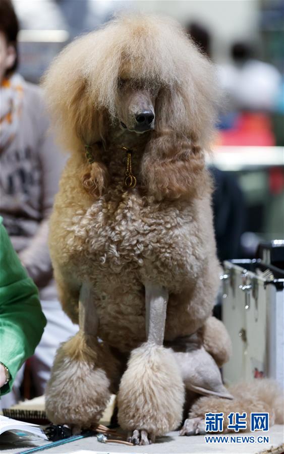 德國奧芬堡舉辦國際純種狗展