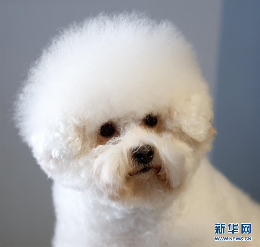 德國奧芬堡舉辦國際純種狗展