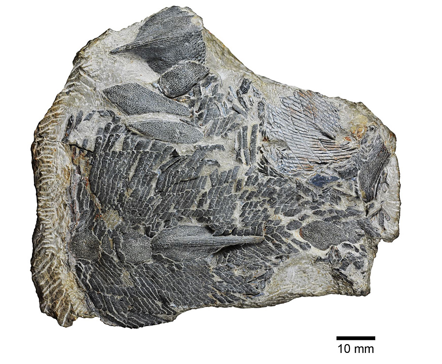 科學家發(fā)現(xiàn)4.2億年前新種魚化石（圖）
