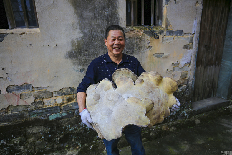 村民深山采特大野生靈芝 一人幾乎抱不下