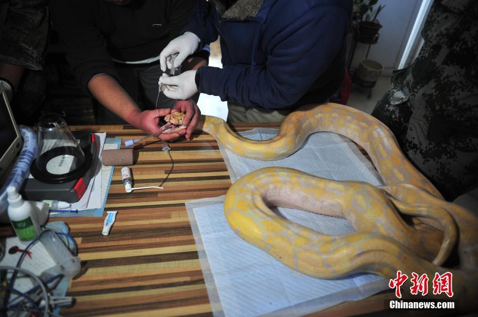 云南野生動物園獸醫(yī)對4米蟒蛇進(jìn)行口腔檢查