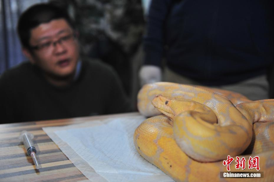 云南野生動物園獸醫對4米蟒蛇進行口腔檢查