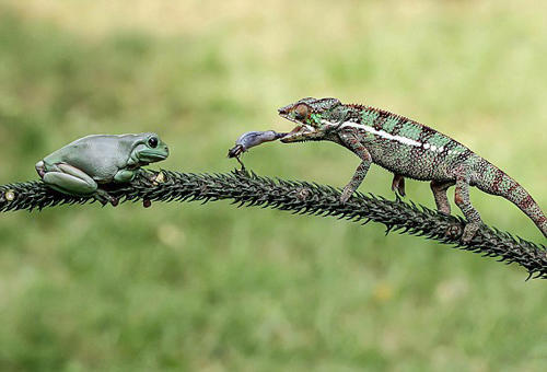 長舌蜥蜴太會(huì)玩 青蛙背上捕蟋蟀
