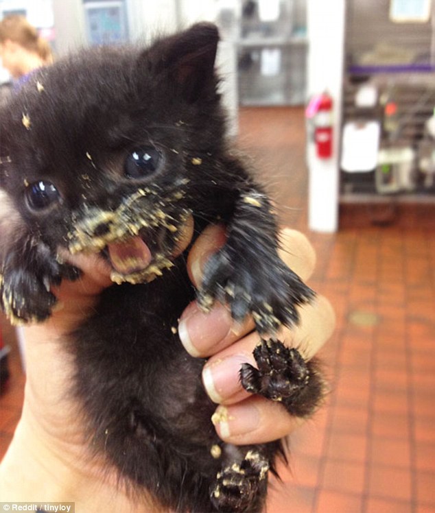 看看寵物們的第一次 一定讓你捧腹大笑[組圖]