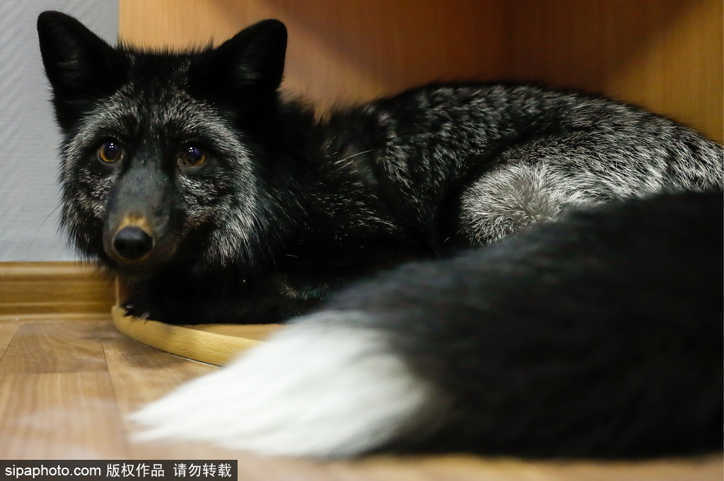 戰(zhàn)斗民族培育新寵物 俄羅斯科學(xué)家馴養(yǎng)狐貍乖巧能干