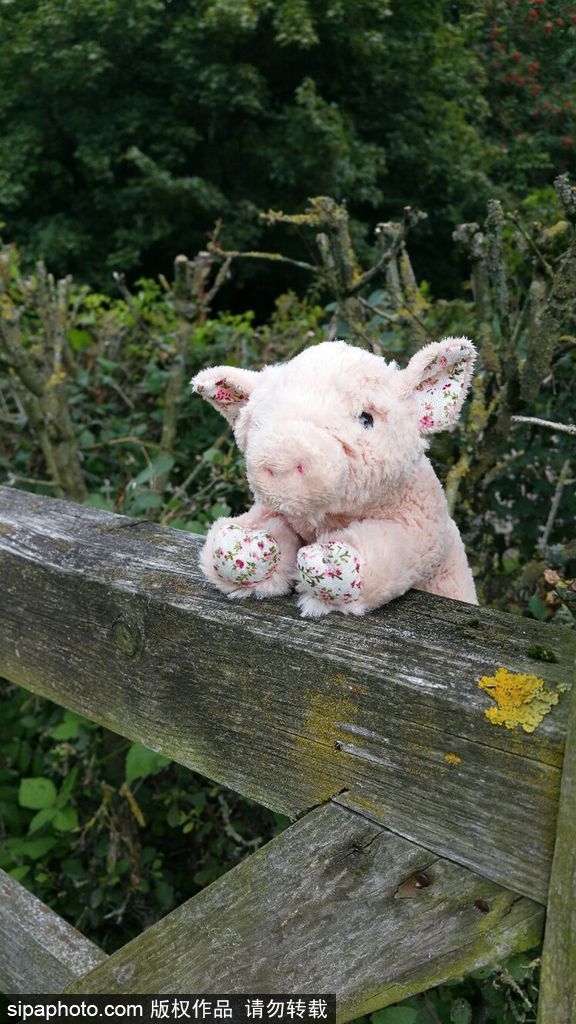 帶上心愛(ài)玩具說(shuō)走就走 盤(pán)點(diǎn)萌物旅行游記