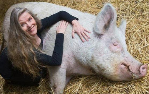 不會被宰還享受按摩？荷蘭農場成“豬的樂土”