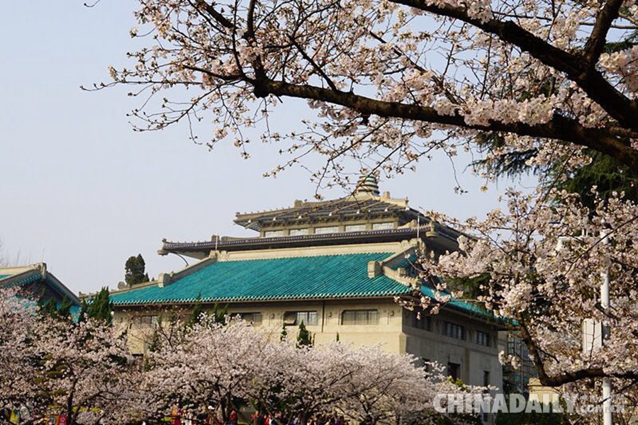 武大賞櫻預(yù)約火熱 每天1.5萬預(yù)約名額被秒光